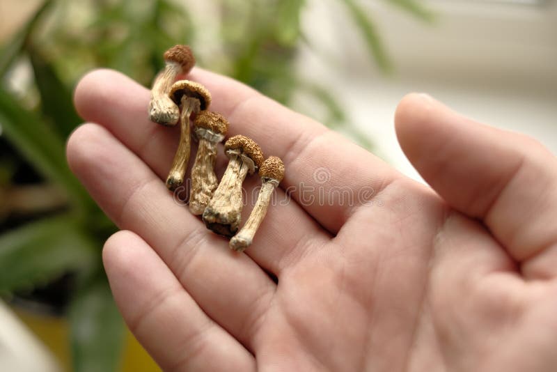 Psilocybin Mushroom Strains - Golden Teacher and Active Varieties
